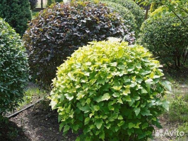 Пузыреплодник