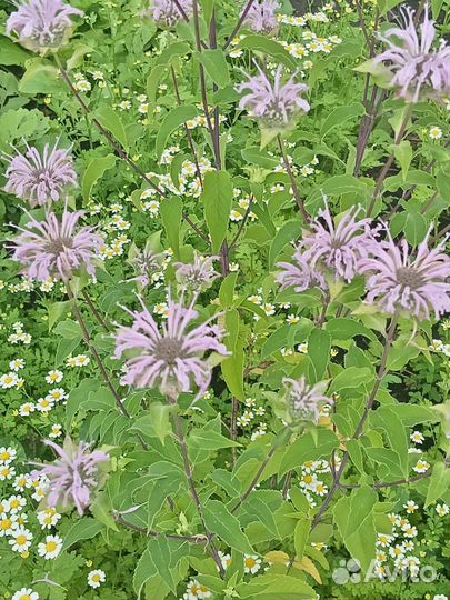 Многолетние цветочки