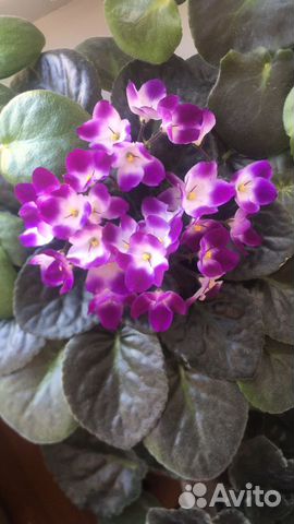 Фиалка необычная