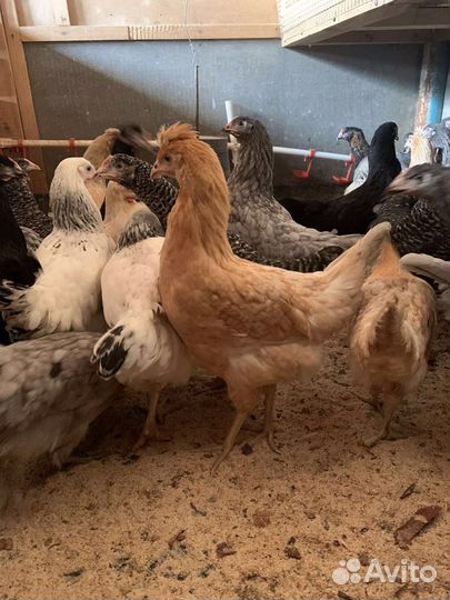 Продажа живой птицы