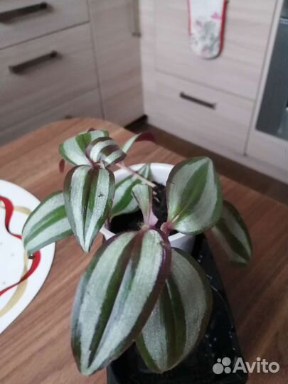 Зебрина, группа традесканций