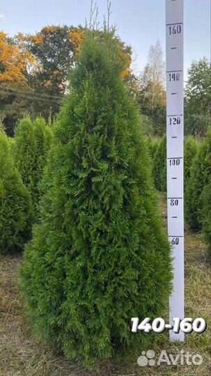 Туя смарагд пушистые