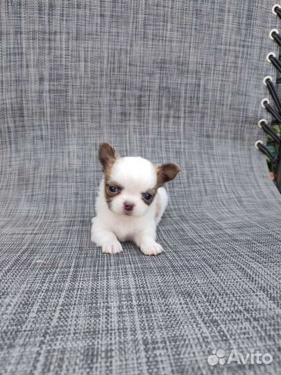 Чихуахуа мини мальчик