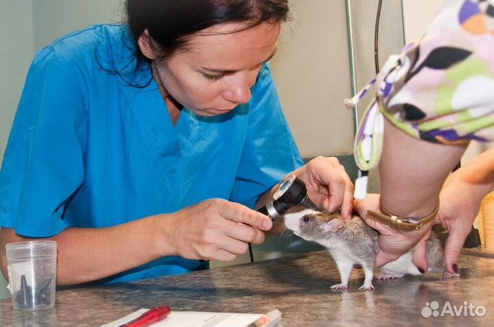 Ратолог специалист по грызунам