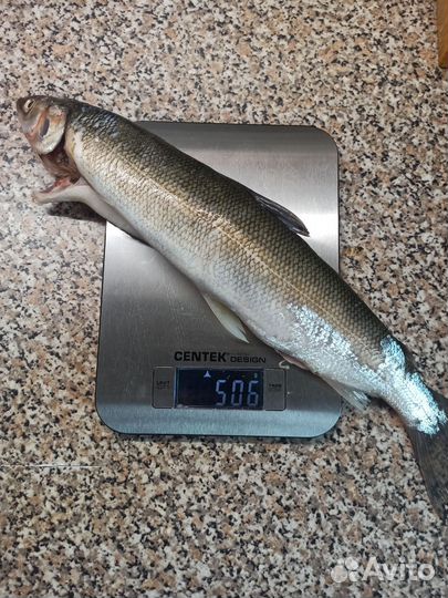 Омуль свежесоленый потрашенный