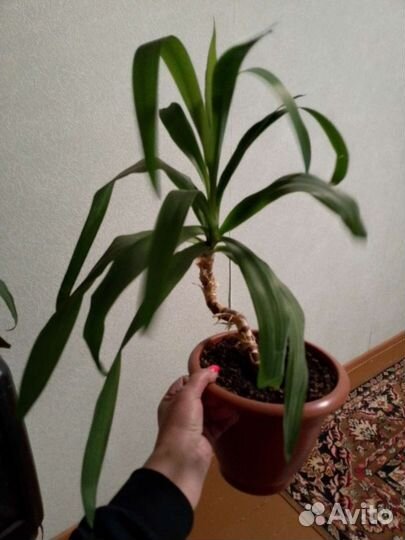 Комнатные цветы