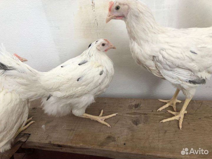 Куры молодки