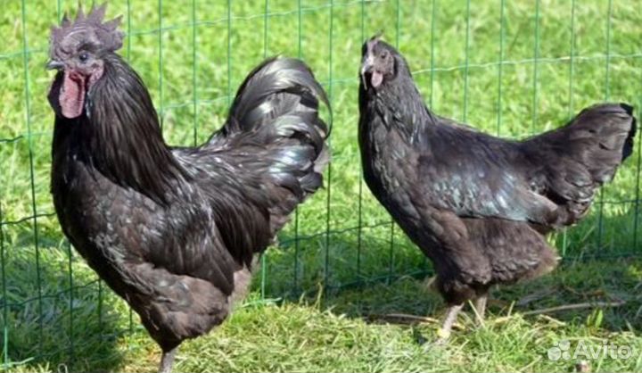Продам ухейилюй парами