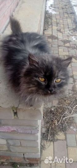 Животные в добрые руки