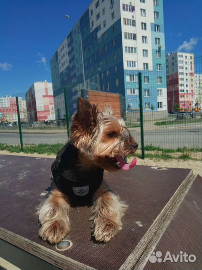 Выгул и дрессировка собак