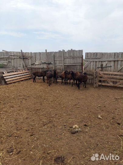 Овцы бараны ягнята