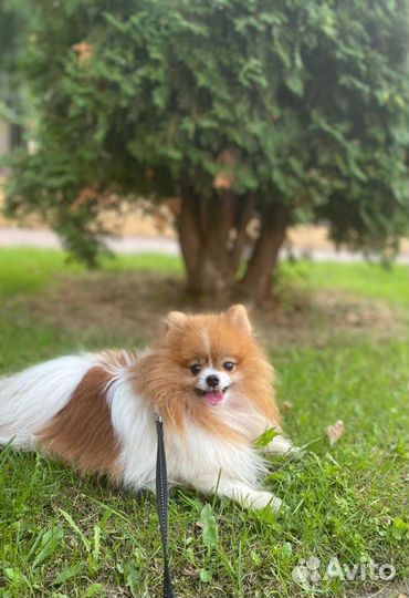 Собака для фотосессии/съемок (померанский шпиц)