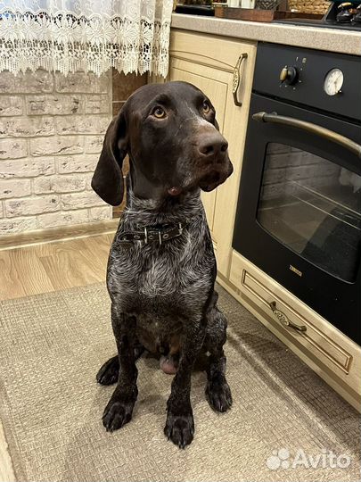 Курцхаар вязка