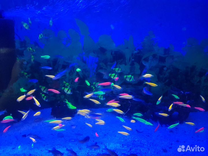 Аквариумные рыбки