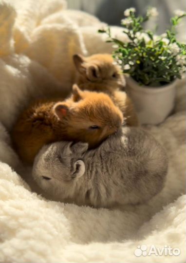 Карликовые Декоративные Кролики из Питомника