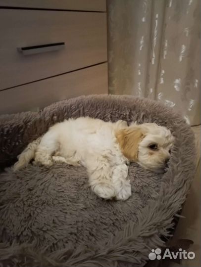 Щенок мальтипу