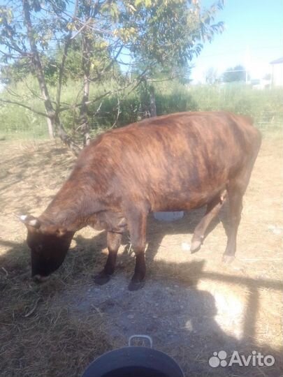 Телята телочки