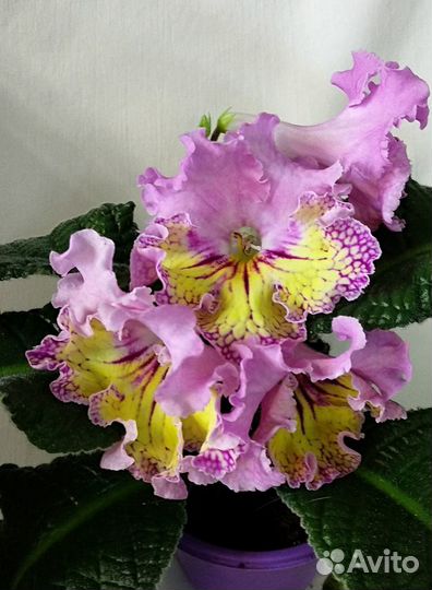 Стрептокарпусы