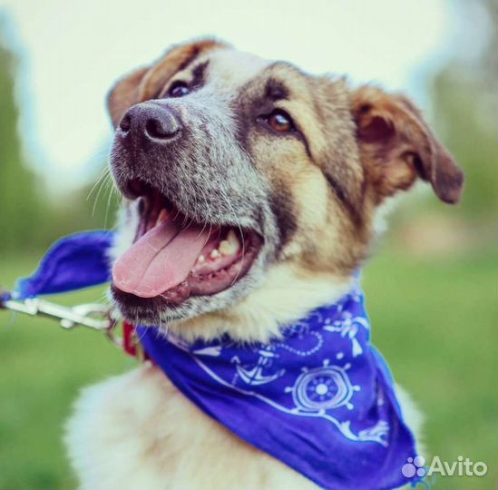 Милый пёс Микс в добрые руки