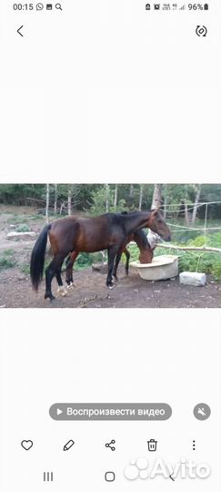 Жеребчик 2.2г карачаевский