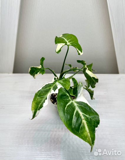 Сингониум Т-25