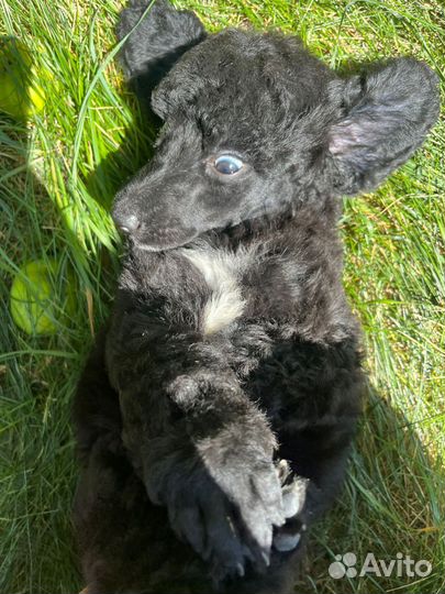 Щенки большого королевского пуделя