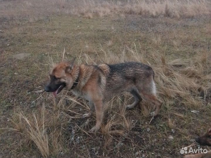 Немецкая овчарка