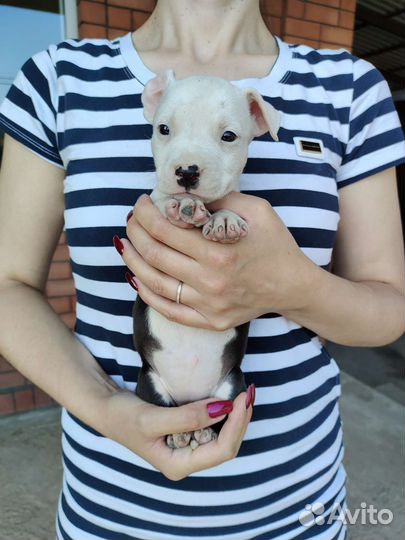 Щенки американского питбуля