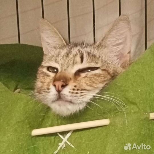 Котёнок