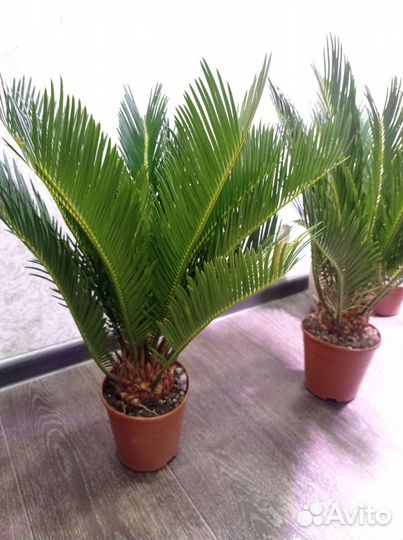 Цикас революта