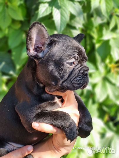 Французский бульдог