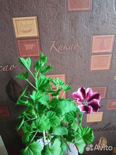 Пеларгония герань