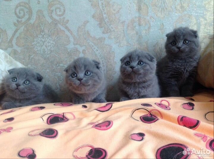 Шотландские клубные котята