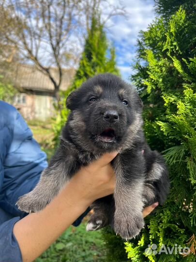 Немецкая овчарка