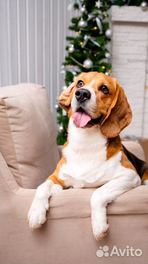 Ищем девочку для вязки бигль