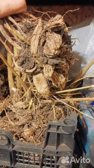 Георгины клубни