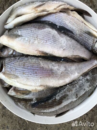 Хариус оптом