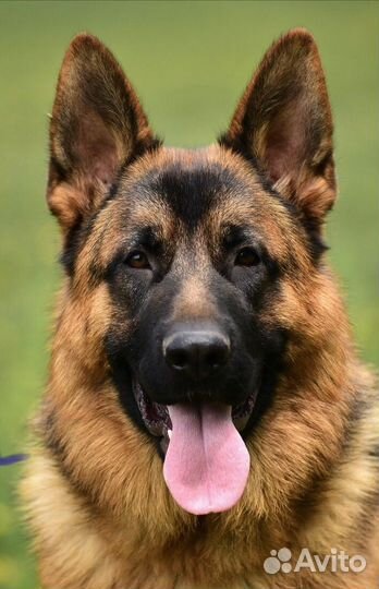 Щенки немецкой овчарки