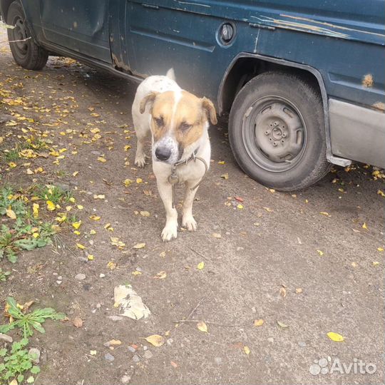 Собака в добрые руки