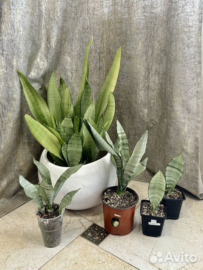 Сансевиерия Trifasciata moonglow