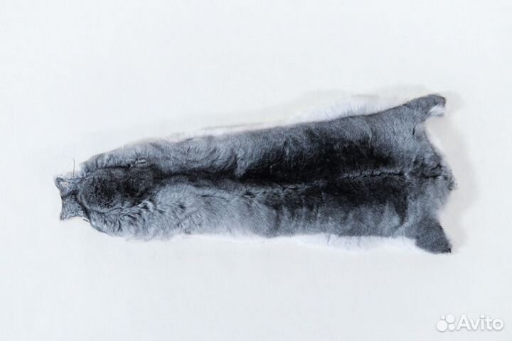Шкурка шиншиллы 