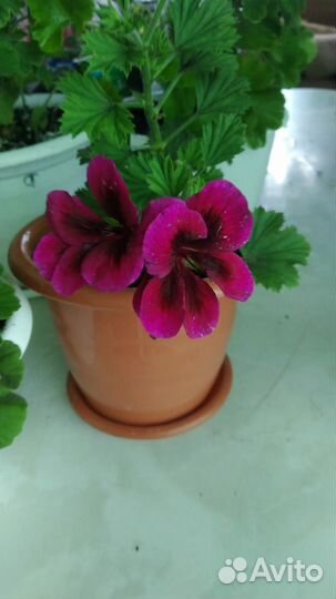 Герань пеларгония королевская