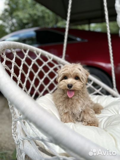 Мльтипу ф1 скор мелкий стандарт