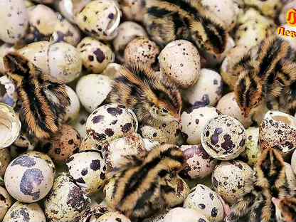 Инкубационное яйцо перепелов, Великие Луки