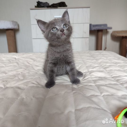 Котенок 2 месяца