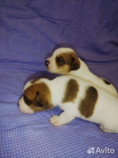 Щенки джек Рассел терьер гладкошерстный