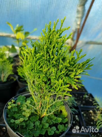 Туя смарагд