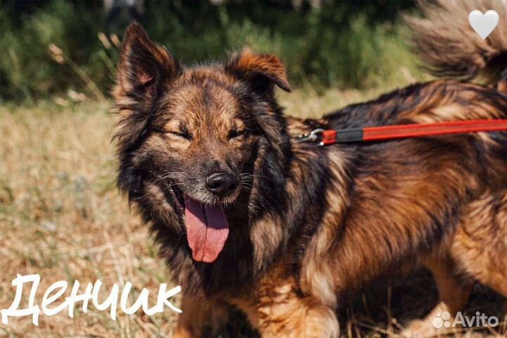 Собака в добрые руки