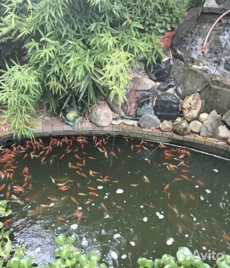 Карп Кои, цветной карась, золотой петушок