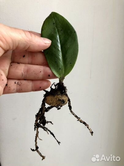 Замиакулькас укоренненый лист